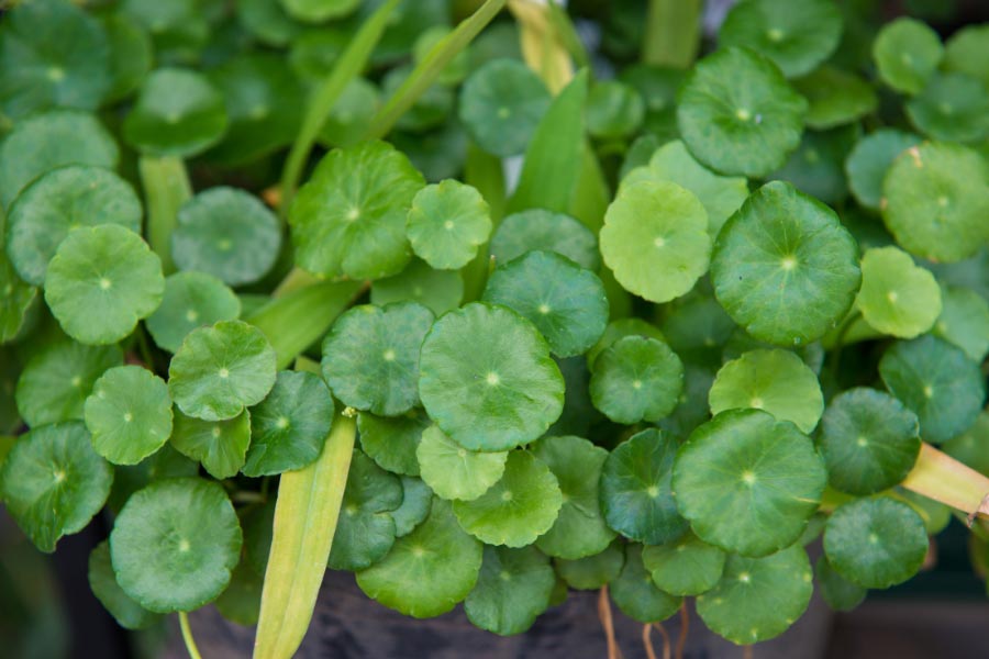 Centella Asiatica Skin Therapy