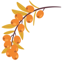 Seaberry Seed Oil icon