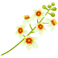 Frankincense icon