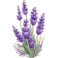 Lavender icon