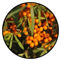 buckthorn icon